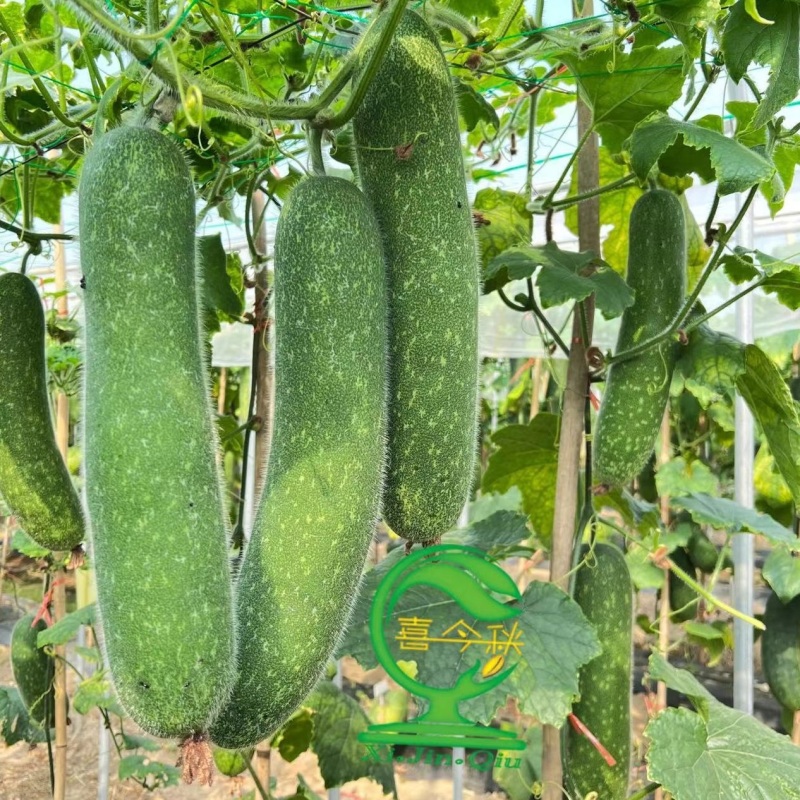 广府连环节瓜早熟绿皮带星点肉紧致雌花率高