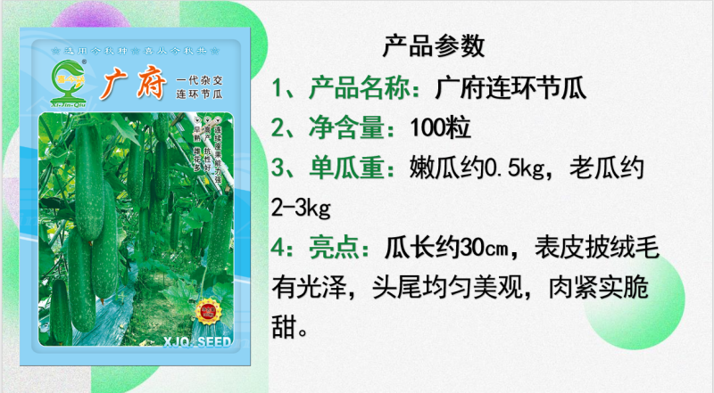 广府连环节瓜早熟绿皮带星点肉紧致雌花率高
