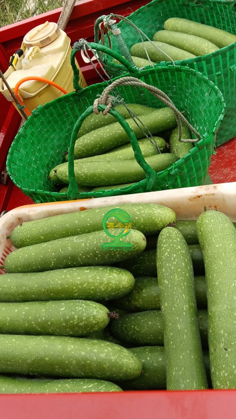 广府连环节瓜早熟绿皮带星点肉紧致雌花率高