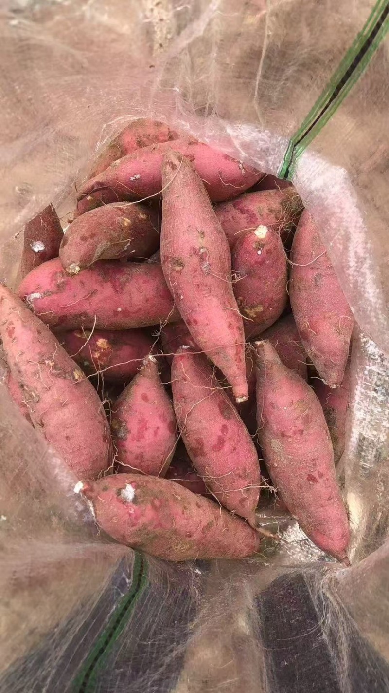 红薯