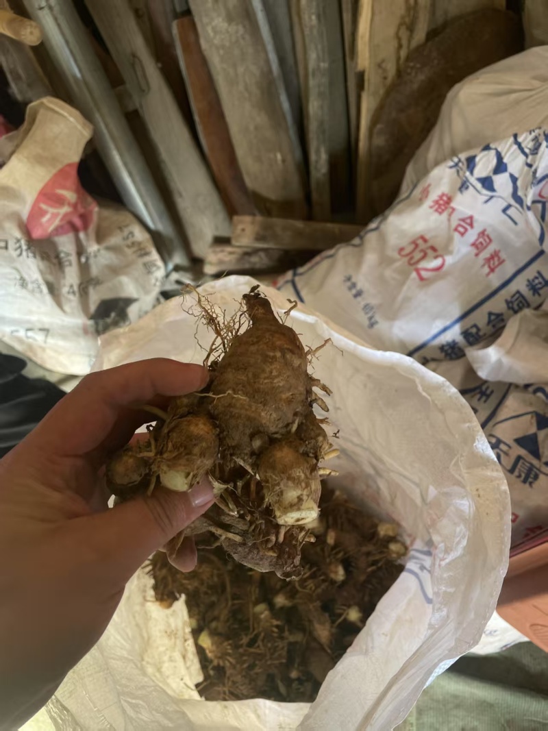 香根鸢尾，德国鸢尾。提取化妆品精油。