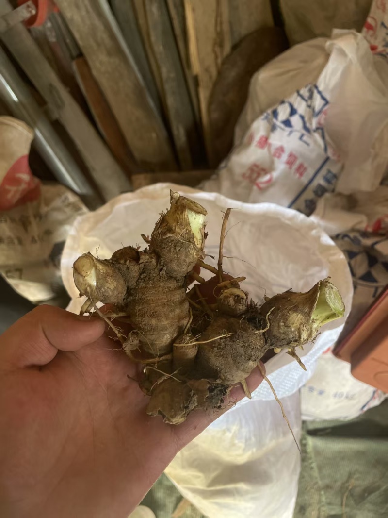 香根鸢尾，德国鸢尾。提取化妆品精油。