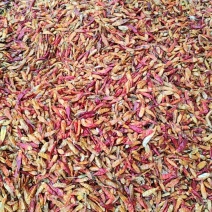 河南干花皮辣椒大量有货，质优价廉，货发全国