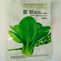 夏抗808-青梗菜种子早熟丰产品质优适应性强