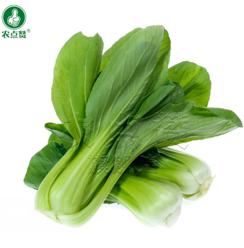 夏抗808-青梗菜种子早熟丰产品质优适应性强