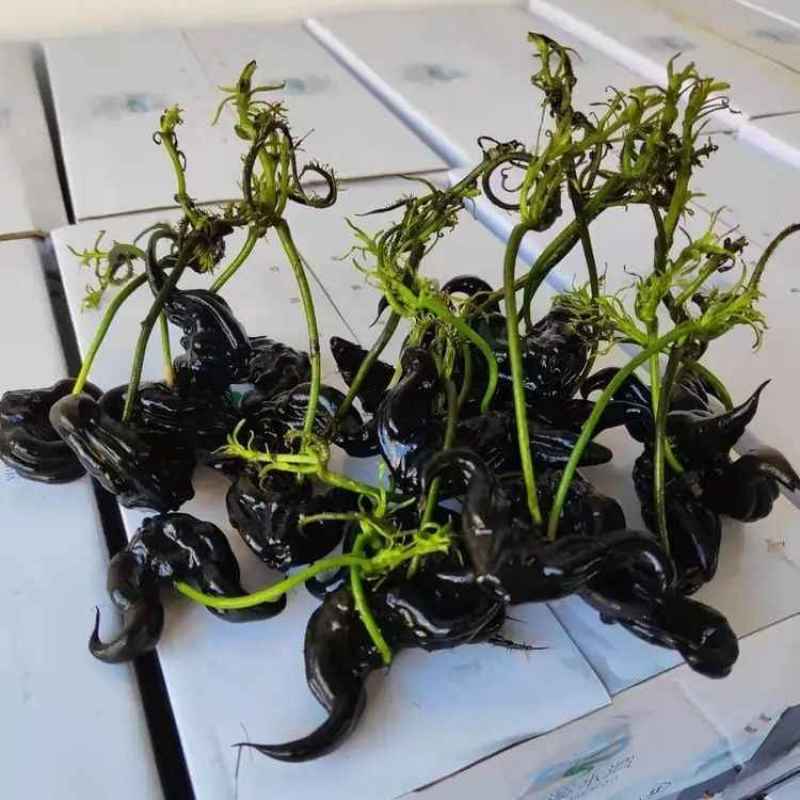 湖北特产菱角种子（大青菱二角菱）