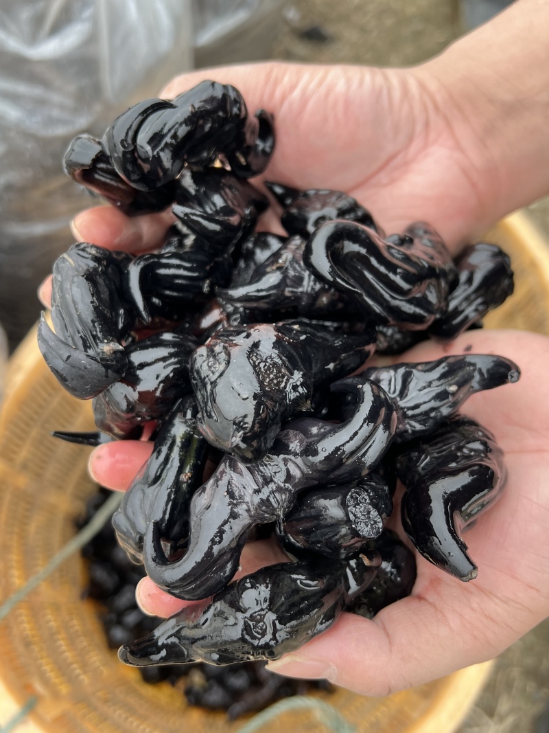 湖北特产菱角种子（大青菱二角菱）