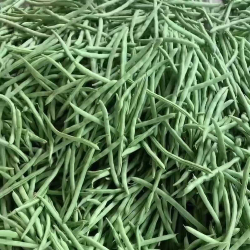 四季豆货源充足，产地直发，诚信经营，欢迎客商来电