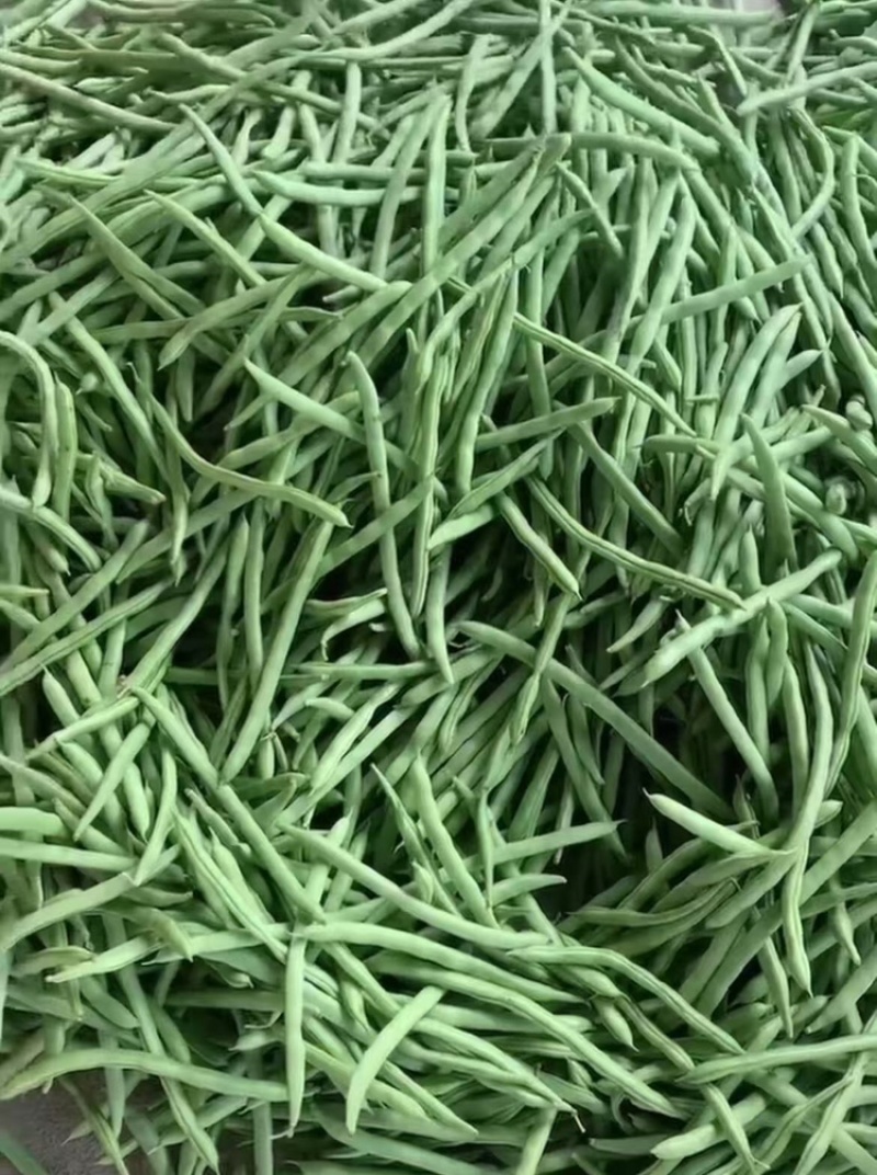 四季豆货源充足，产地直发，诚信经营，欢迎客商来电