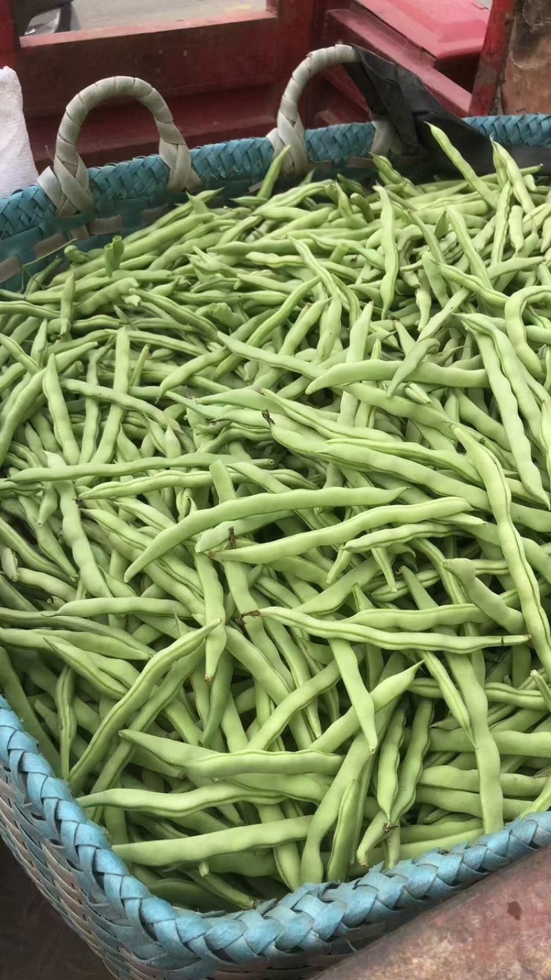 四季豆货源充足，产地直发，诚信经营，欢迎客商来电