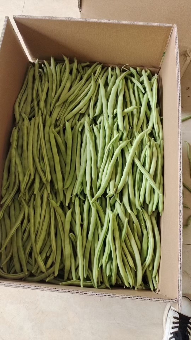 四季豆货源充足，产地直发，诚信经营，欢迎客商来电