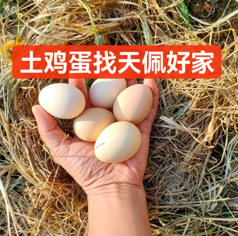 农家散养土鸡蛋_三江高山满山跑_吃百虫饮山泉的鸡蛋_包鲜