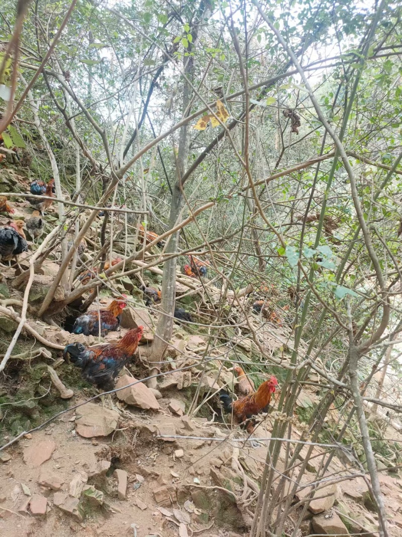 农家散养土鸡蛋_三江高山满山跑_吃百虫饮山泉的鸡蛋_包鲜