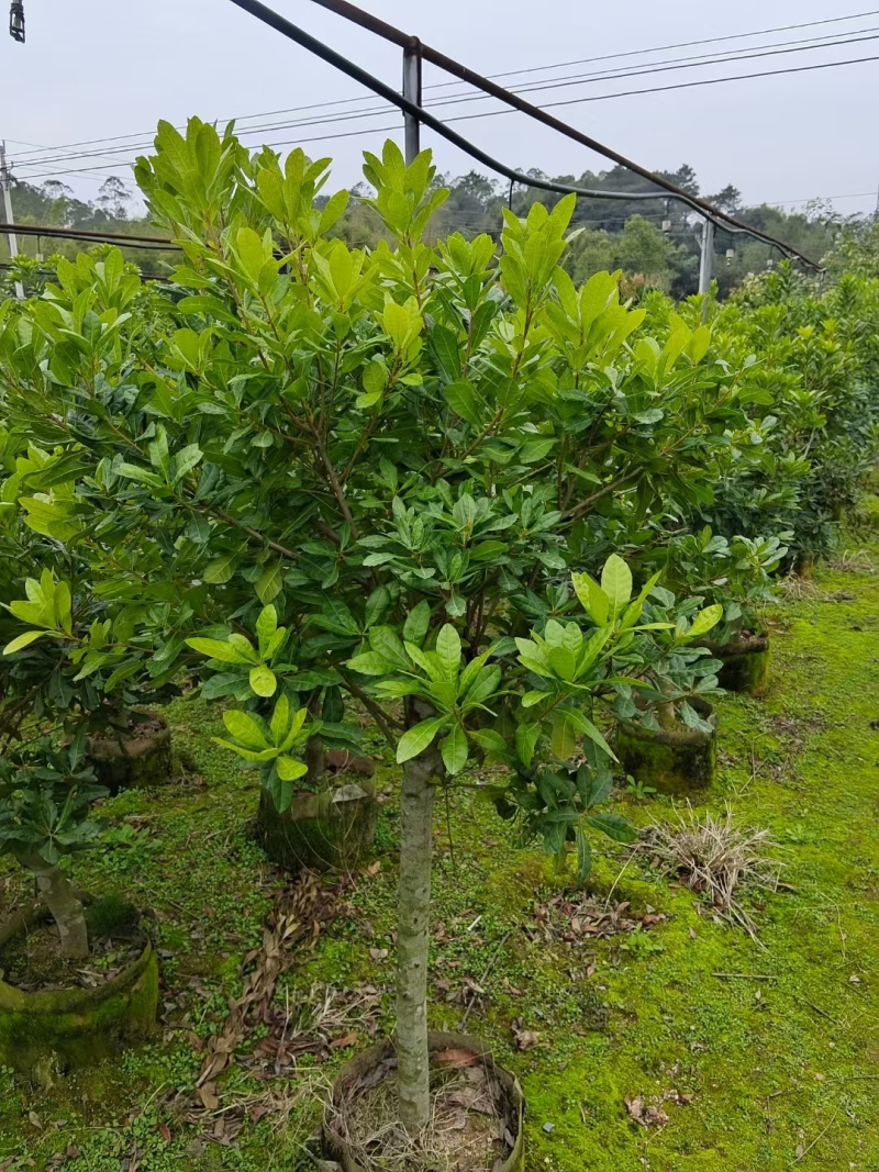 杨梅树苗早熟杨梅苗带土杨梅大树苗