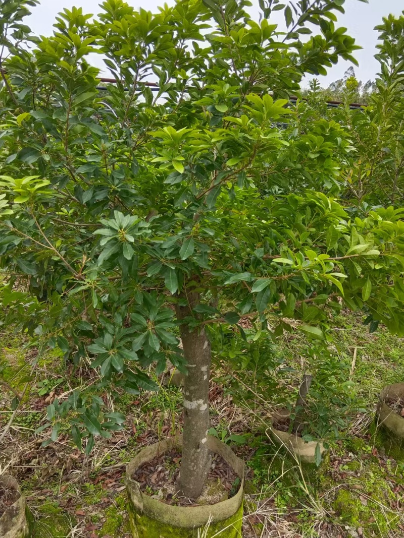杨梅树苗早熟杨梅苗带土杨梅大树苗