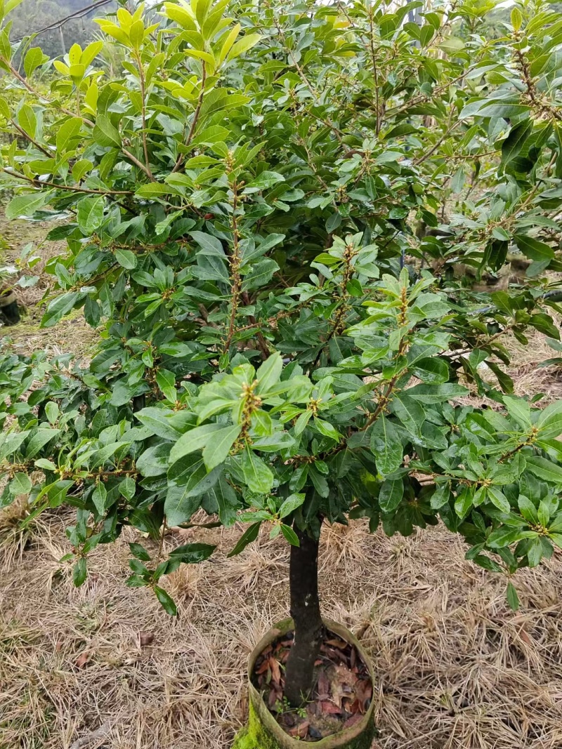 杨梅树苗早熟杨梅苗带土杨梅大树苗