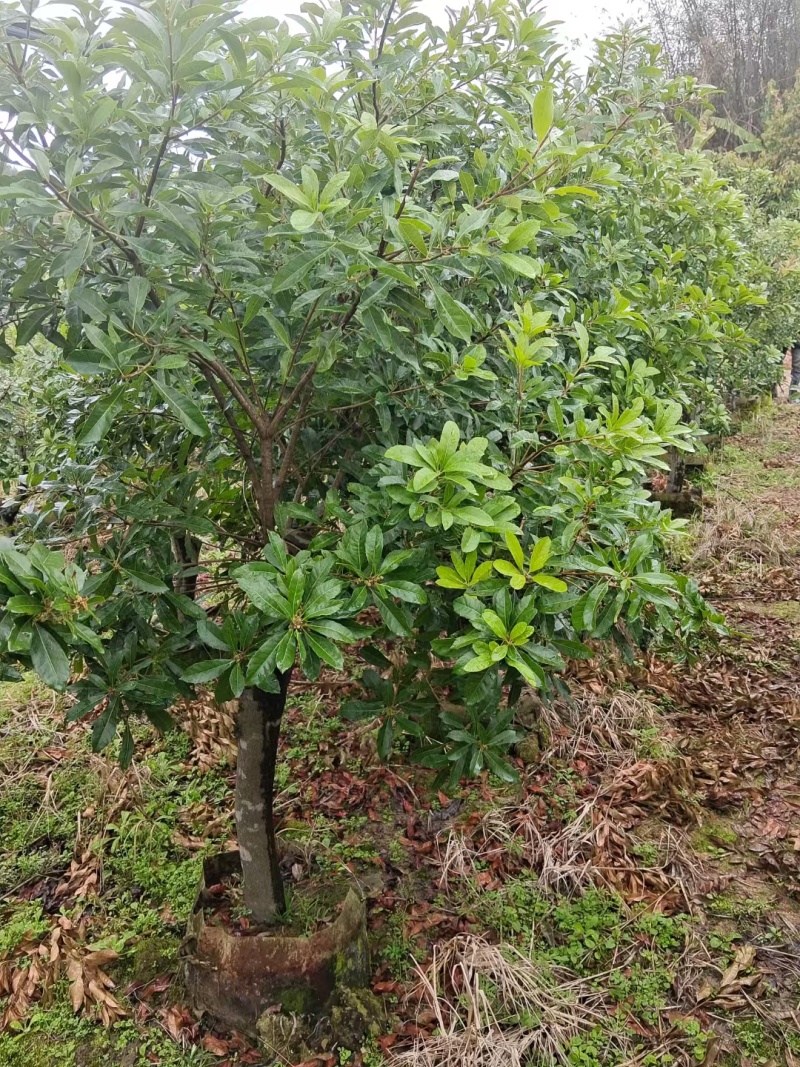 杨梅树苗早熟杨梅苗带土杨梅大树苗