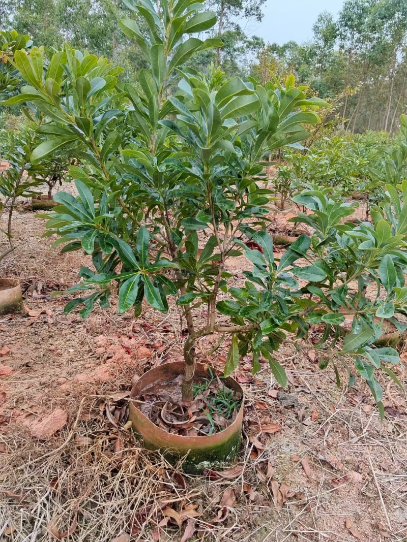 杨梅树苗早熟杨梅苗带土杨梅大树苗