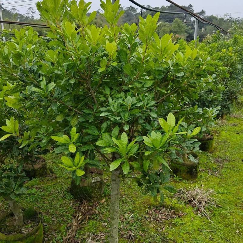 杨梅树苗早熟杨梅苗带土杨梅大树苗