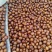 皂角种子精品