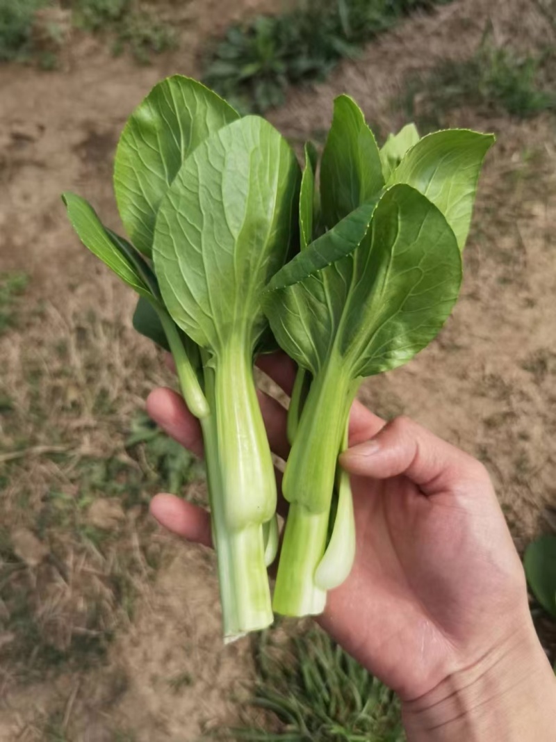 精品上海青苔，油菜苔