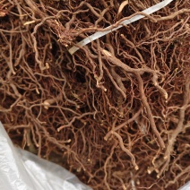 红茜草中药材