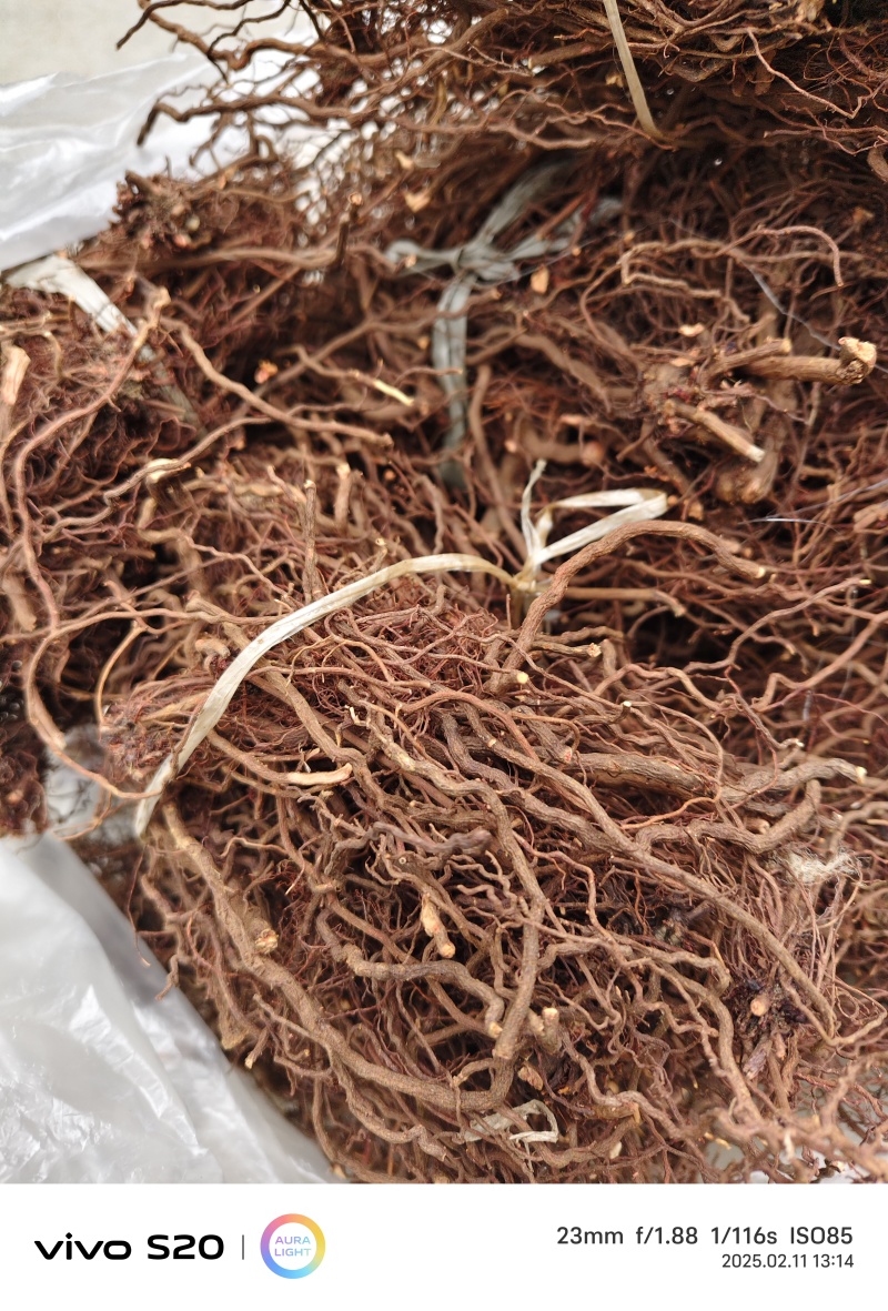 红茜草中药材