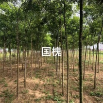 甘肃国槐品质保证诚信经营欢迎联系自家基地价格优惠