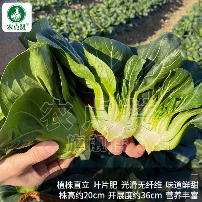 黑苏999-苏州青种子早熟丰产耐热耐寒抗病叶片厚无纤维