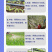 500亿活菌肥枯草芽孢杆菌养护土壤预防病害微生物菌菌