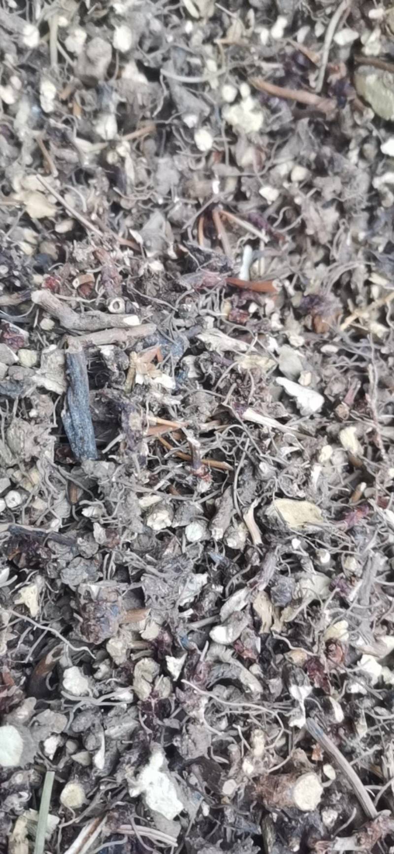 仙灵脾，淫羊藿头，切片，须根少基本无泥沙