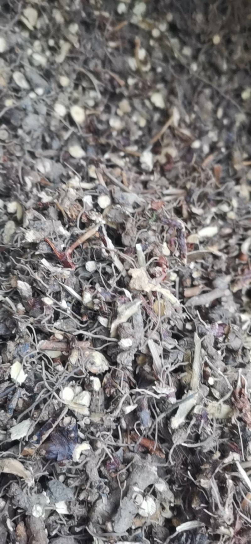 仙灵脾，淫羊藿头，切片，须根少基本无泥沙