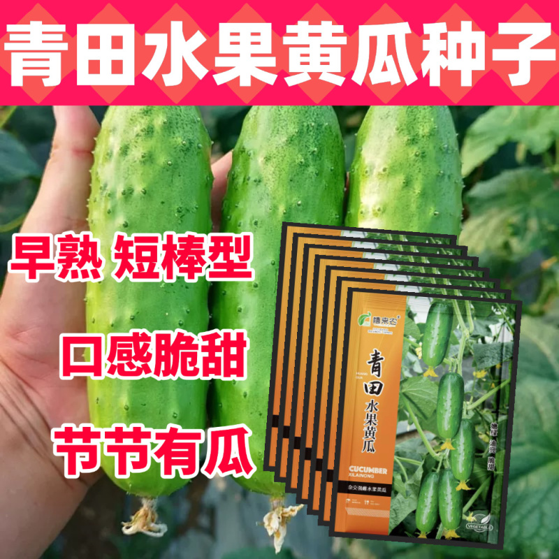 青田水果黄瓜种子旱黄瓜种子早熟早棒型春秋四季种植