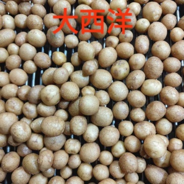 土豆（大西洋，麦肯，实验一号，V7，沃土，希森，雪川）