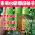 青田水果黄瓜种子旱黄瓜种子早熟早棒型春秋四季种植