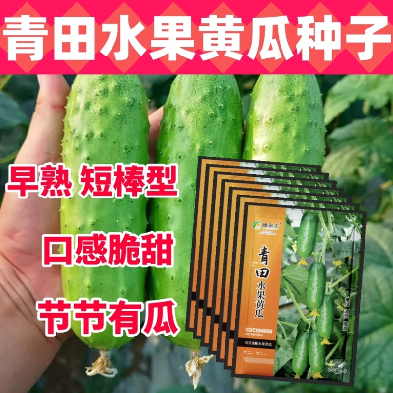 青田水果黄瓜种子旱黄瓜种子早熟早棒型春秋四季种植