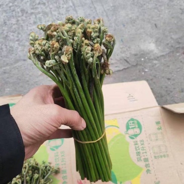【量大优惠】重庆蕨菜品质保障对接批发商超电商