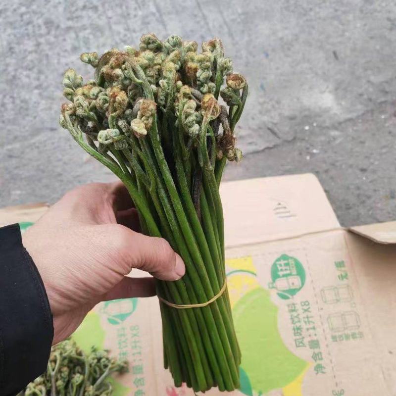 【量大优惠】重庆蕨菜品质保障对接批发商超电商