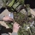 【量大优惠】重庆蕨菜品质保障对接批发商超电商