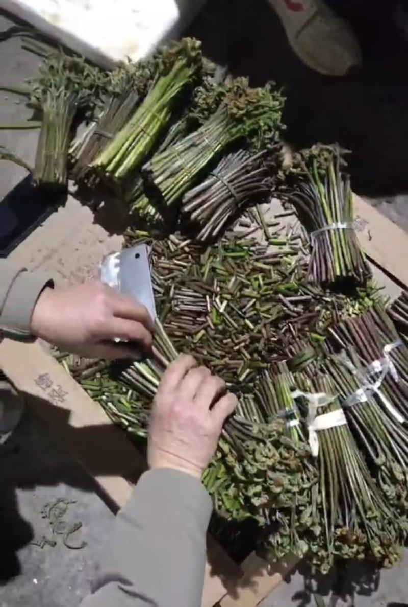 【量大优惠】重庆蕨菜品质保障对接批发商超电商