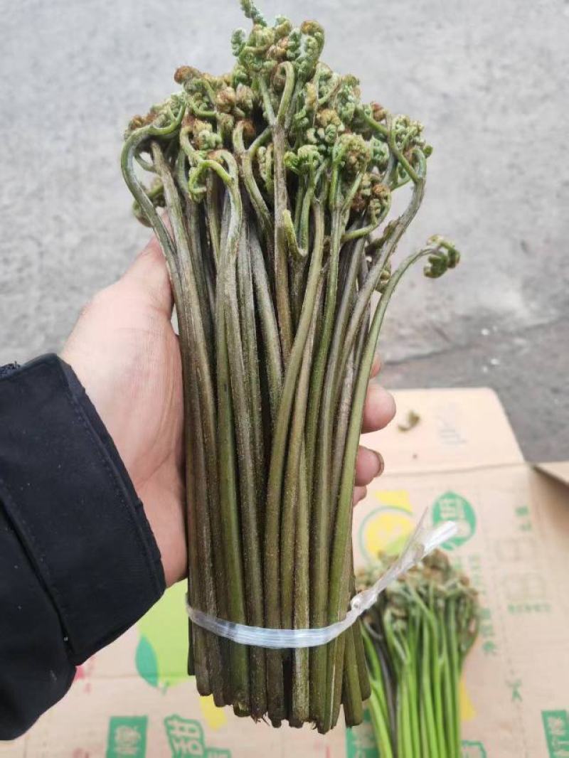 【量大优惠】重庆蕨菜品质保障对接批发商超电商
