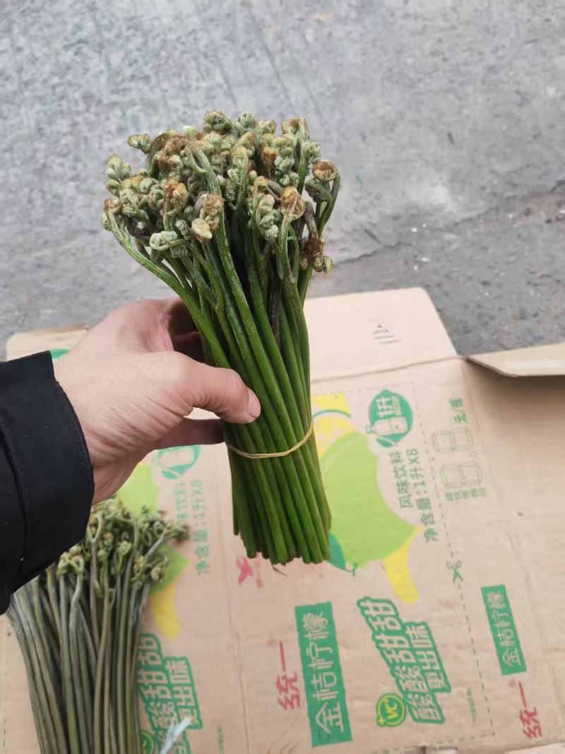 【量大优惠】重庆蕨菜品质保障对接批发商超电商