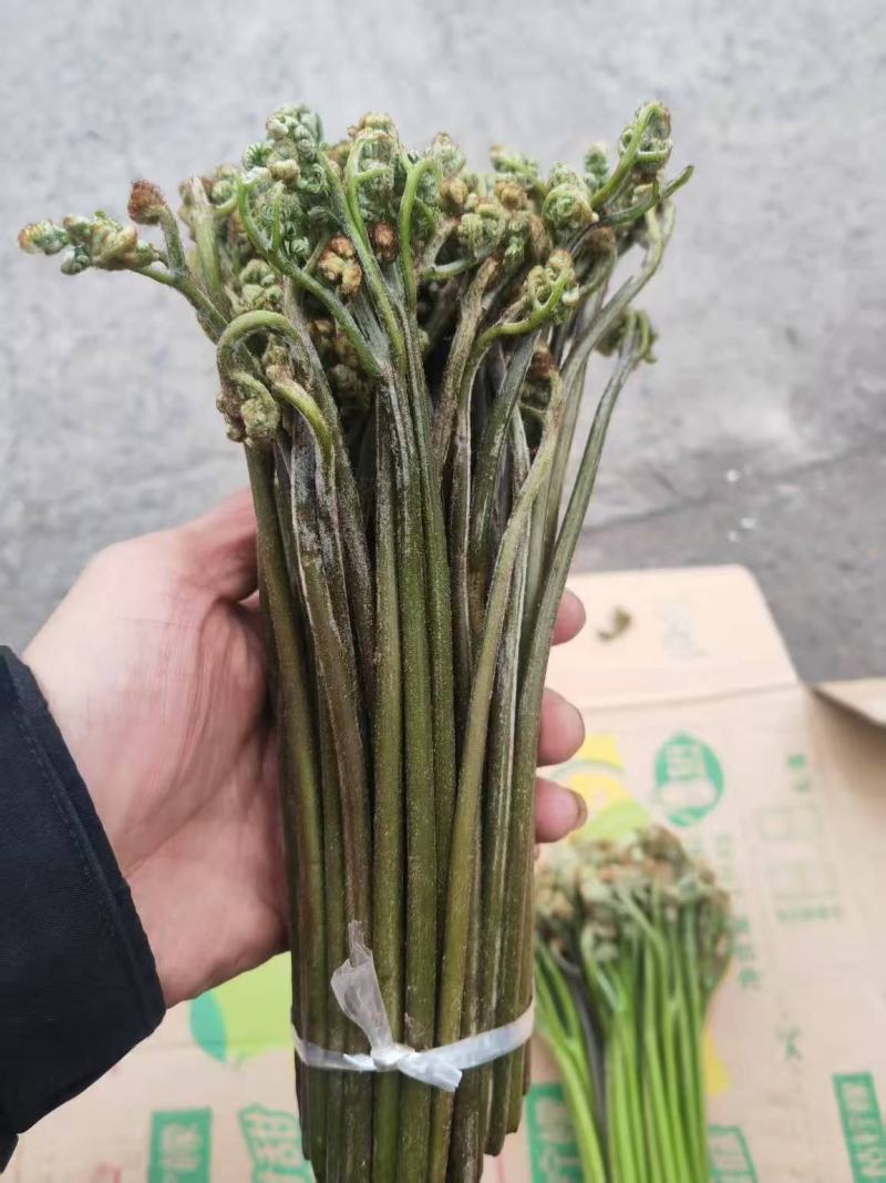 【量大优惠】重庆蕨菜品质保障对接批发商超电商