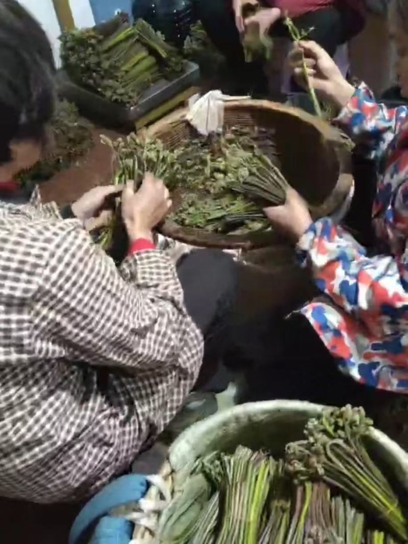 【量大优惠】重庆蕨菜品质保障对接批发商超电商