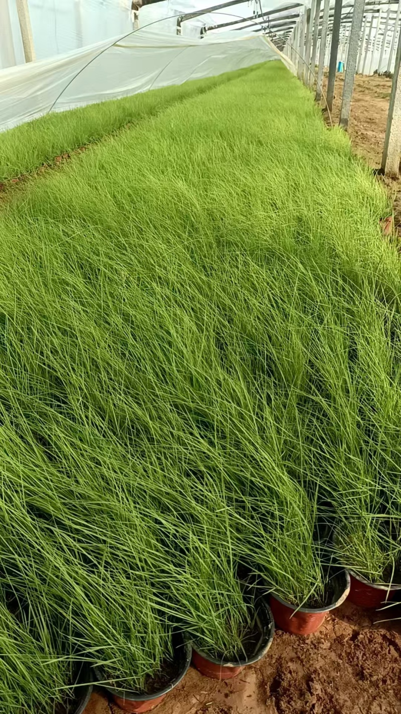 粉黛乱子草常年供应大量有货提供技术指导