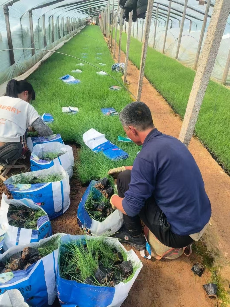 粉黛乱子草常年供应大量有货提供技术指导