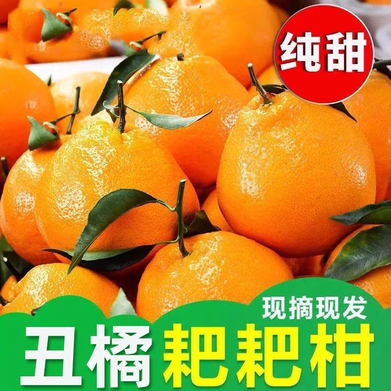 【实力】四川正宗耙耙柑春见柑橘基地直发保质保量对接商超