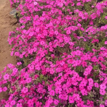 芝樱丛生福禄考蓝色针叶绣球