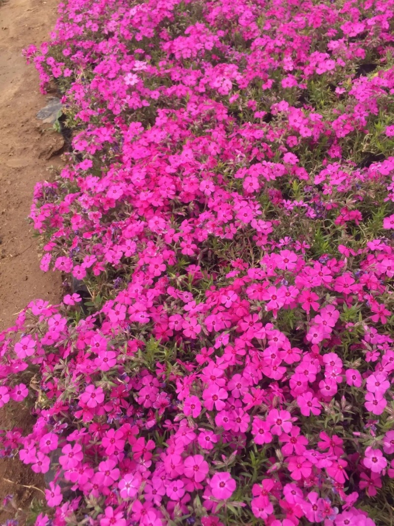 芝樱丛生福禄考蓝色针叶绣球