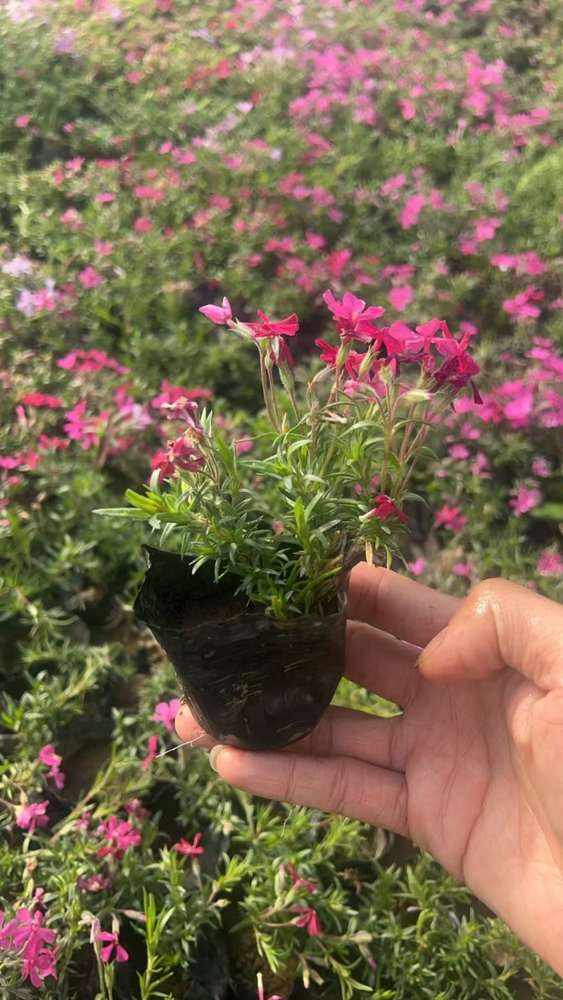 芝樱丛生福禄考蓝色针叶绣球